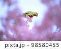 河津桜 98580455