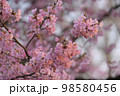 河津桜 98580456