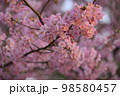 河津桜 98580457