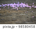 河津桜 98580458
