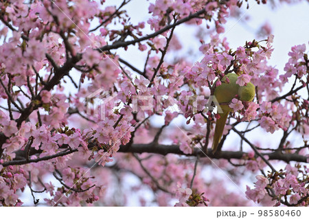河津桜 98580460