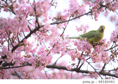 河津桜 河津桜 98580461