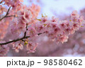 河津桜 98580462