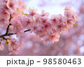 河津桜 98580463