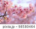 河津桜 98580464