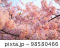 河津桜 98580466