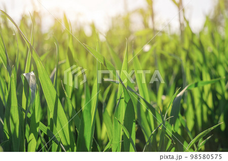 Natural background with green stems at sunset with rays of sun 98580575