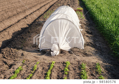 Greenhouse on farmland made of polyethylene oilcloth 98580576