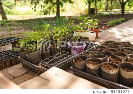 Germinated seedlings of young pepper in pots and agro cassettes in an allotment garden, eco farm. Gardening. Agriculture Germinated seedlings of young pepper in pots and agro cassettes in an allotment garden, eco farm. Gardening. Agriculture 98581077