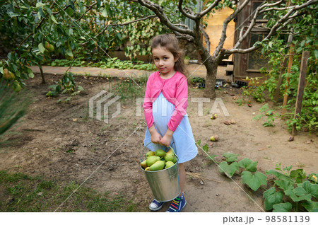 Beautiful little child girl carrying a metal bucket with freshly harvested ripe pears in eco field Beautiful little child girl carrying a metal bucket with freshly harvested ripe pears in eco field 98581139