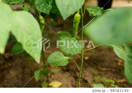 Close-up of a ripening green hot chili pepper growing on a branch in the open field on an eco farm Close-up of a ripening green hot chili pepper growing on a branch in the open field on an eco farm 98581140