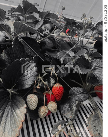 いちご狩り 98581208