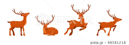 Brown Deer with Antlers and Slender Legs in Standing and Jumping Pose Vector Set Brown Deer with Antlers and Slender Legs in Standing and Jumping Pose Vector Set 98581218