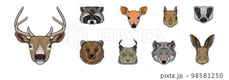 Wild Forest Living Animal Snout and Muzzle with Fur Vector Set 98581250
