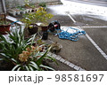 香川県高松市珍しい雪の朝うちの庭先 98581697
