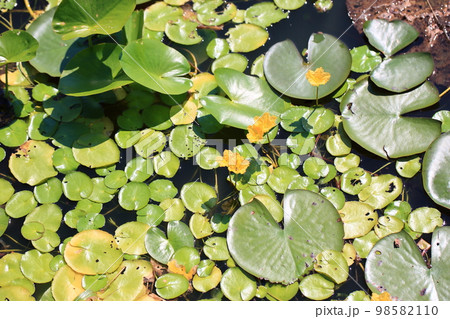 アサザの花 アサザの花 98582110