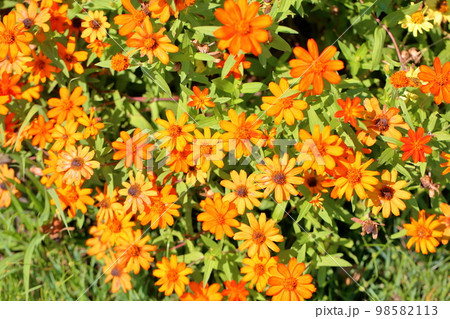 ジニアの花 ジニアの花 98582113