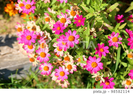 ジニアの花 ジニアの花 98582114