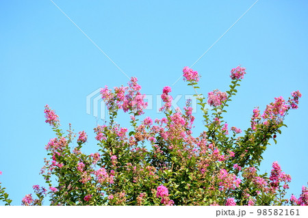 サルスベリの花 98582161