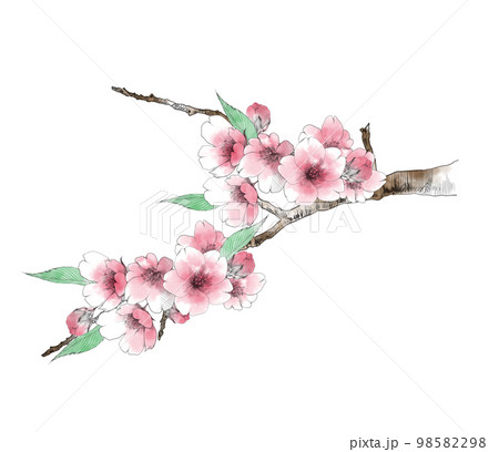 桜の花の手描きイラスト 色付きのイラスト素材 [98582298] - PIXTA