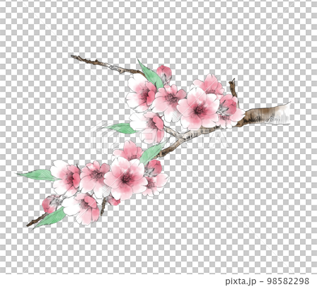 桜の花の手描きイラスト　色付き 98582298