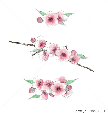 手描きの桜の花ブーケのセット 98582301