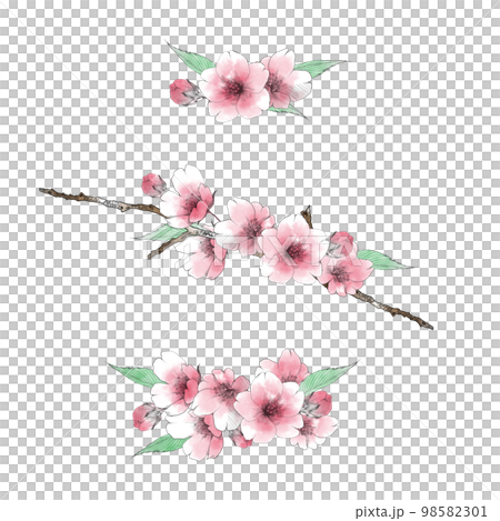 手描きの桜の花ブーケのセット 98582301