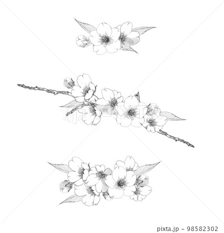 手描き線画の桜の花ブーケのセット 98582302