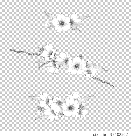 手描き線画の桜の花ブーケのセット 98582302