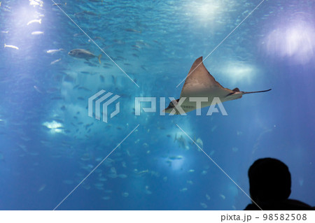 Silhouette of a man looks at a stingray in a huge blue aquarium Silhouette of a man looks at a stingray in a huge blue aquarium 98582508