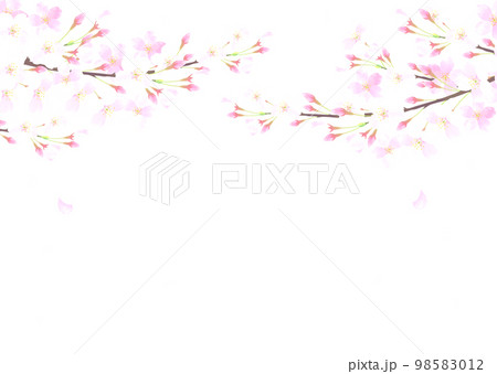 白バックの桜の水彩タッチのベクターイラスト 98583012