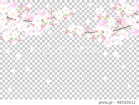 白バックの桜の水彩タッチのベクターイラスト 98583012