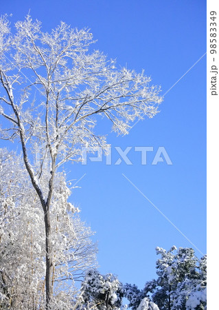 青空と樹木の雪景色 98583349