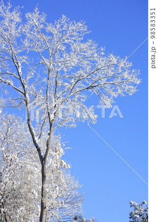 青空と樹木の雪景色 青空と樹木の雪景色 98583351