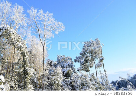 青空と樹木の雪景色 青空と樹木の雪景色 98583356