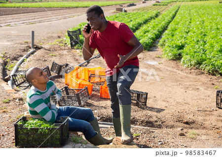 African american farmer calling doctor for hispanic worker on field 98583467