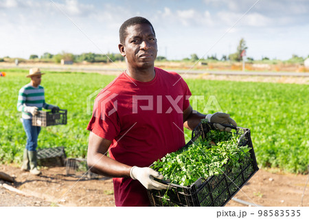 Afro farmer carrying box with picked parsley Afro farmer carrying box with picked parsley 98583535