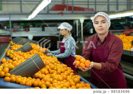 Cheerful girl sorting mandarins on conveyor line of factory Cheerful girl sorting mandarins on conveyor line of factory 98583696