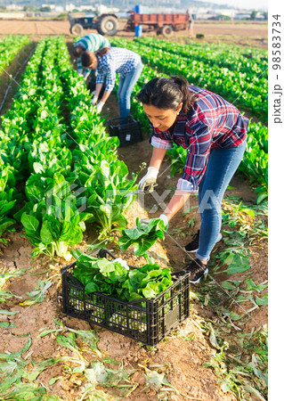 Latino female worker picking chard on field Latino female worker picking chard on field 98583734