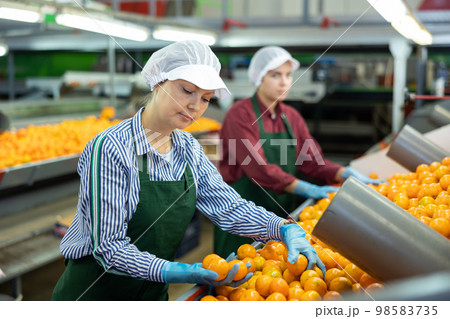 Female sorter working on mandarins sorting linea at factory Female sorter working on mandarins sorting linea at factory 98583735