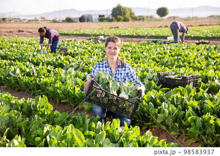 Woman holding box with harvested swiss chard Woman holding box with harvested swiss chard 98583937