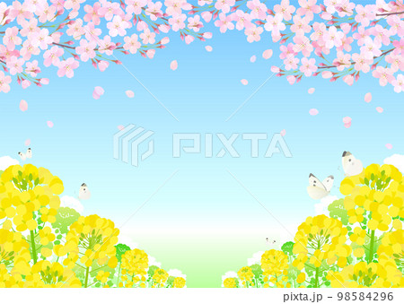 桜と菜の花 桜吹雪 青空 98584296