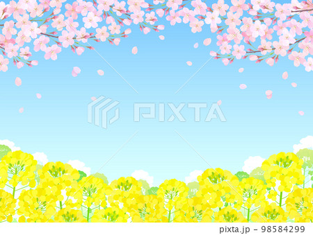 桜と菜の花 桜吹雪 青空 98584299