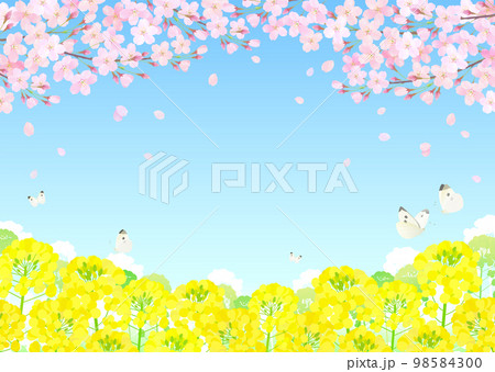桜と菜の花 桜吹雪 青空 98584300