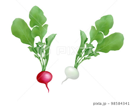 二種類のラディッシュ（赤色と白色）のイラスト素材（水彩） 98584341