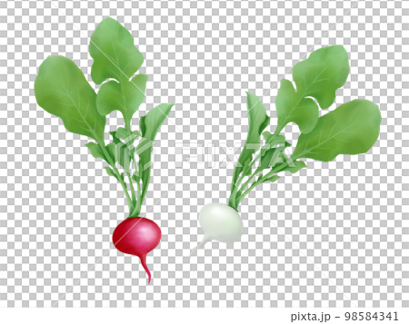 二種類のラディッシュ（赤色と白色）のイラスト素材（水彩） 98584341