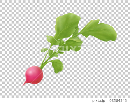 赤丸ラディッシュのイラスト素材(水彩) 赤丸ラディッシュのイラスト素材(水彩) 98584343