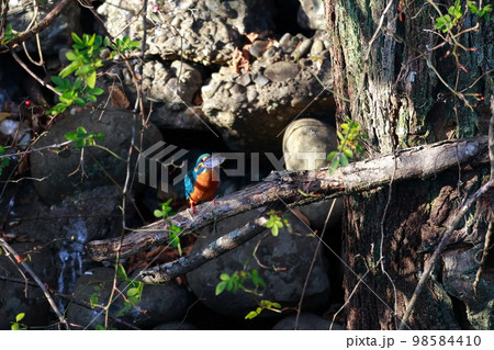 魚を食べるカワセミ 魚を食べるカワセミ 98584410