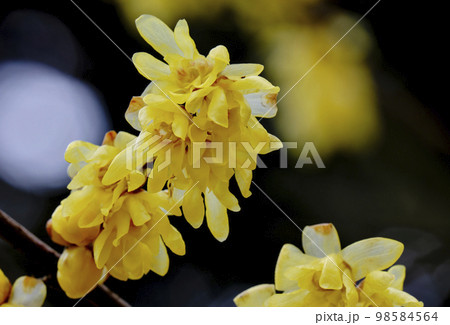 風景素材　早春に咲く綺麗な黄色の蝋梅 98584564