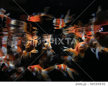 水面下に反転する金魚群の写真素材 [98584630] - PIXTA